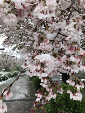 桜2 54478d6493b2f4e9950a6b934cf1ad09